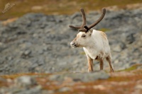 Sob polarni - Rangifer tarandus - Reindeer 6114